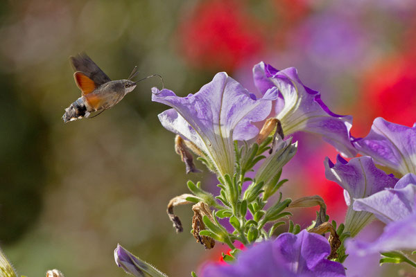 Moro-sphinx, Macroglossum stellatarum. (Les Riceys)