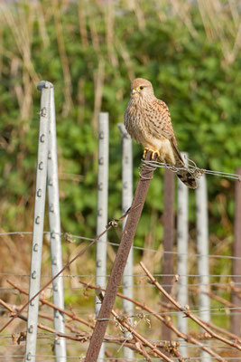 Faucon crécerelle, Falco tinnunculus. (Nogent-l'Abbesse).