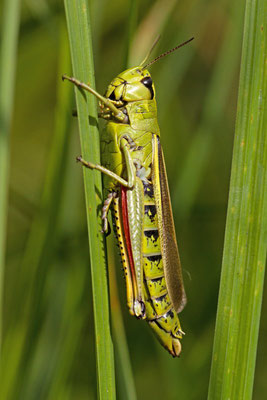 Stethophyma grossum. (Marais de Saint-Gond)