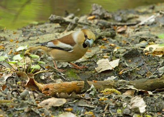 Gros-bec casse noyaux,Coccothraustes coccothraustes. (Lac d'Orient).