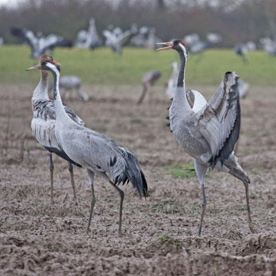 Grues cendrées. Grus grus.(Lac d'Orient)