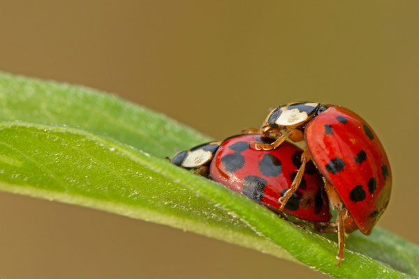  Coccinellidae en accouplement. (Lac du temple).