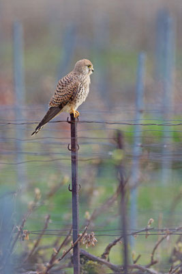 Faucon crécerelle, Falco tinnunculus. (Nogent-l'Abbesse).