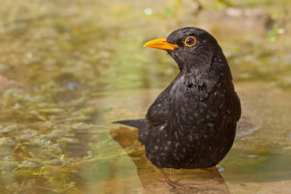 Merle noir, Turdus merula. (Dierrey-saint-Julien)