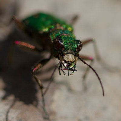  Cicindèle champêtre, Cicindela campestris. (Montpothier)