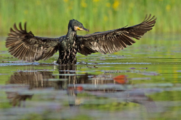 Phalacrocorax carbo. (Parc naturel régional de la forêt d'Orient)