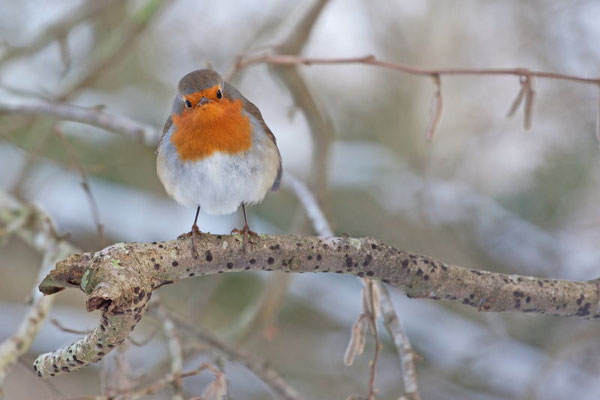 Rouge-gorge, Erithacus rubecula. Affût fixe. (Forêt de Lancy)