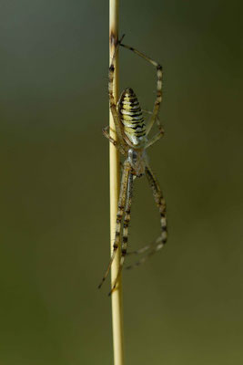 Epeire fasciée ou argiope fasciée, Argiope bruennichi. (Dierrey-saint-Julien)