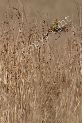 Bruant proyer, Emberiza calandra.(Dierrey-saint-Julien)