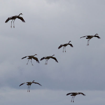 Grues cendrées. Grus grus. (Lac d'Orient).