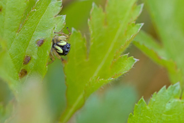 Heliophanus cupreus, Saltique cuivré. (Mailly-le-Camp) 