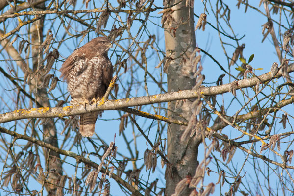  Buse variable, Buteo buteo. (Parc naturel régional de la forêt d'Orient)