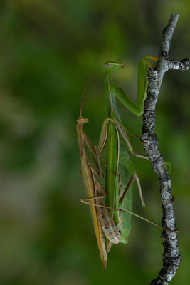 Mantes religieuses en accouplement, Mantis religiosa. (Verpillières-sur-Ource)