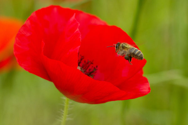 Abeille domestique, Apis mellifera. (Grange l'évêque)