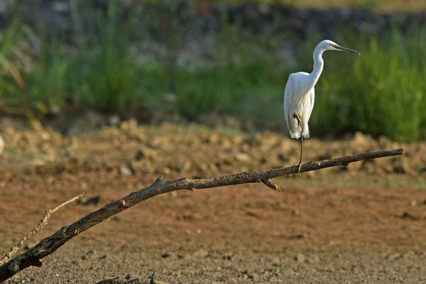 Aigrette garzette, Egretta garzetta. (Lac du temple).