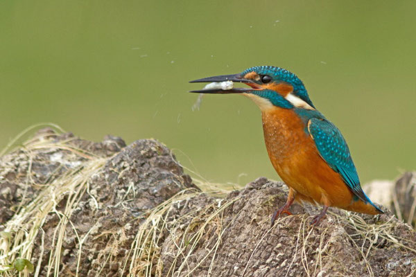 Martin pêcheur, Alcedo atthis. Affût flottant  (Parc naturel régional de la forêt d'Orient)