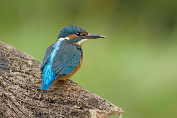 Martin pêcheur, Alcedo atthis. Affût flottant  (Parc naturel régional de la forêt d'Orient)