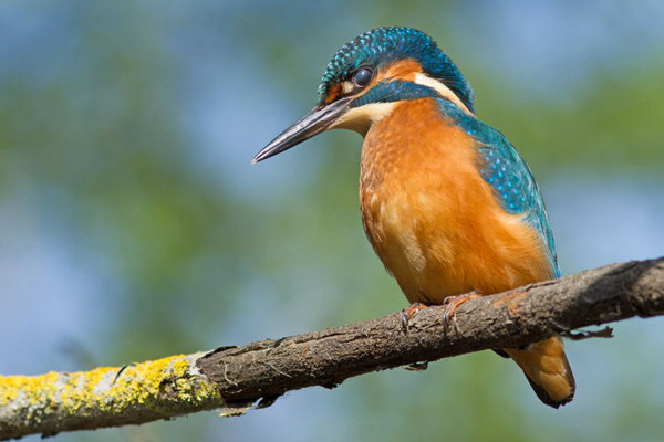 Martin pêcheur, Alcedo atthis. Affût flottant  (Parc naturel régional de la forêt d'Orient)