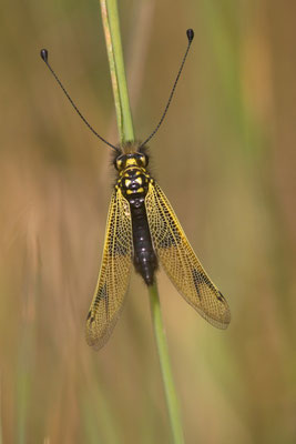 Ascalaphe ambré, libelloides longicornis. (Cunfin)