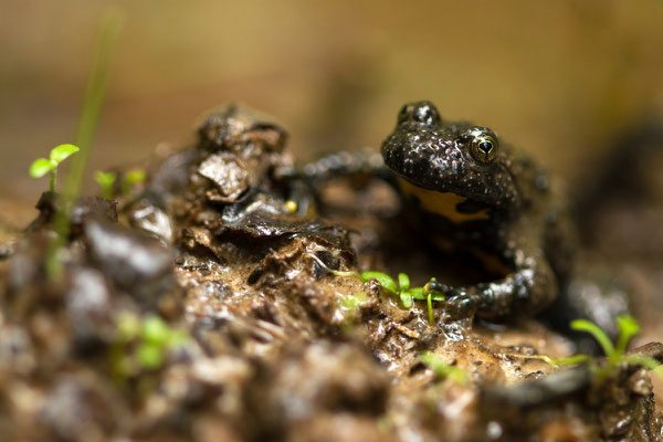 Crapaud sonneur à ventre jaune, Bombina variegata. (Lusigny-sur-Barse)