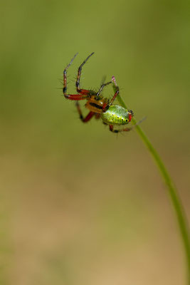 Araniella cucurbitina ? (Pavillon-saint-Julie)