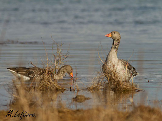 Oies cendrées, Anser anser (Parc naturel régional de la forêt d'Orient)