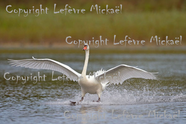 Cygne tuberculé, Cygnus olor. (Aisne) 