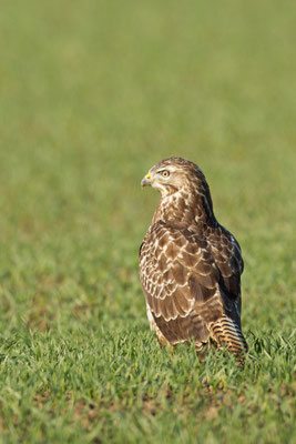 Buse variable, Buteo buteo. (Jonchery-sur-Vesle)