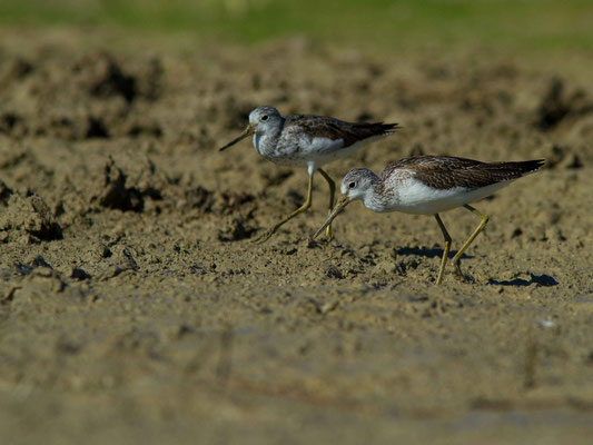 Chevalier aboyeur, Tringa nebularia. (lac d'Orient, anse de Jolivet)