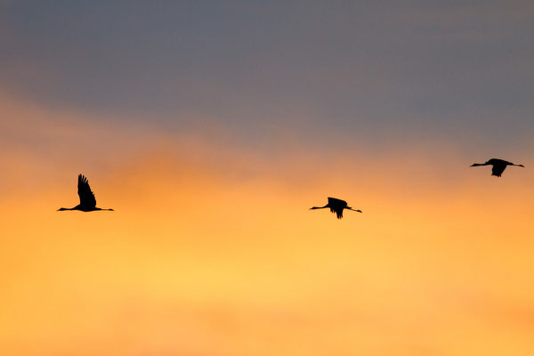 Grues cendrées. Grus grus. (Giffaumont-Champaubert).