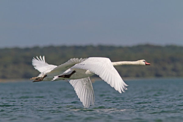 Cygne tuberculé, Cygnus olor. (Lac d'Orient)