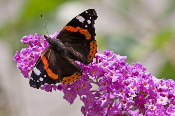 Vulcain, Vanessa atalanta.