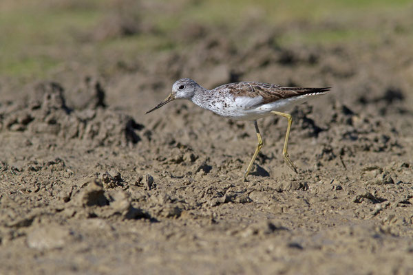 Chevalier aboyeur, Tringa nebularia. (Lusigny-sur-Barse).