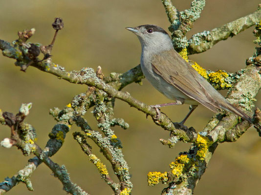  Fauvette à tête noire, Sylvia atricapilla. (Villemaur-sur-Vanne) 