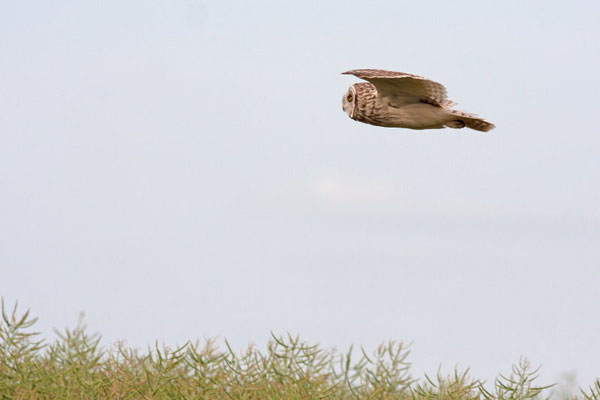 Hibou des marais, Asio flammeus. (Dierrey-Saint-Julien)