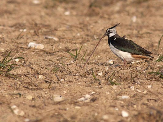 Vanneau huppé et lombric, Vanellus vanellus. (Villeloup)