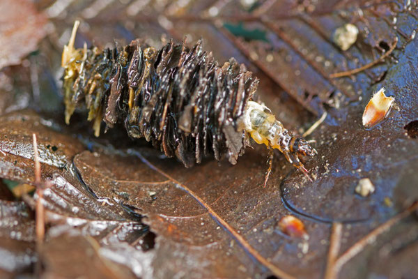 Trichoptères, Trichoptera. (Nogent-l'Abbesse).