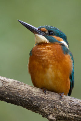 Martin-pêcheur d'Europe, Alcedo atthis. (Lac du temple, étang de Frouasse).