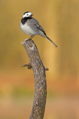 Bergeronnette grise, Motacilla alba.  (Parc naturel régional de la forêt d'Orient)