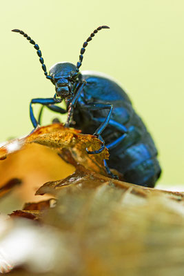 Meloe violaceus, Méloé printannier.  (Montpothier)