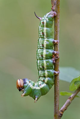 Le Sphinx du pin, Hyloicus pinastri. (Barbonne-Fayel)