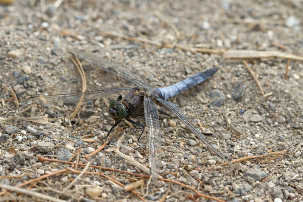 Orthetrum cancellatum. (Marais de Saint-Gond)