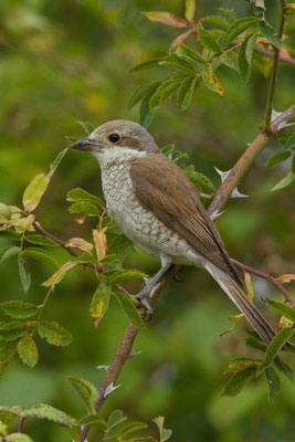 Jeune pie-grièche écorcheur, Lanius collurio. (Chennegy)