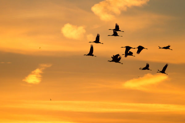 Grues cendrées. Grus grus. (Giffaumont-Champaubert).