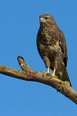 Buse variable, Buteo buteo. (Prouilly)