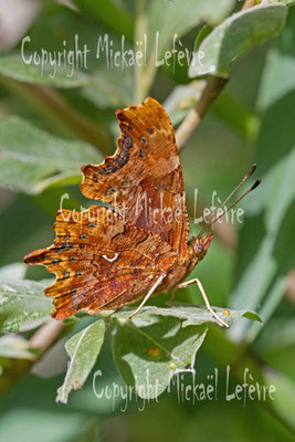 Robert-le-Diable, Polygonia c-album. (Marne) 