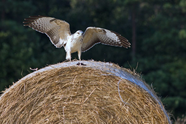 Buse variable, Buteo buteo. (Saint-Euphraise-et-Clairizet)