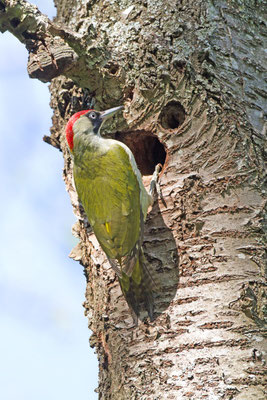 Pic vert, Picus viridis. (Montchenot).