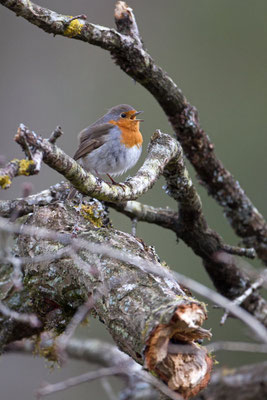 Rougegorge familier, Erithacus rubecula. (Villers-aux-noeuds)