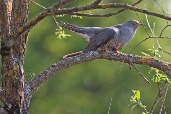  Coucou gris, Cuculus canorus. (Parc naturel régional de la forêt d'Orient)